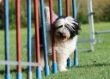 20120827_agility_0002.JPG