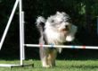 20120827_agility_0003.JPG