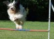 20120827_agility_0004.JPG