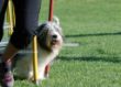 20120827_agility_0006.JPG