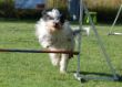 20120827_agility_0007.JPG