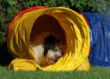 20120827_agility_0008.JPG