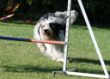 20120827_agility_0009.JPG