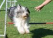 20120827_agility_0010.JPG