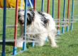 20120827_agility_0011.JPG