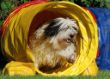 20120827_agility_0012.JPG