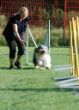 20120827_agility_0014.JPG