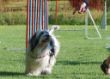 20120827_agility_0015.JPG