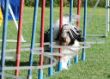 20120827_agility_0018.JPG