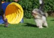 20120827_agility_0021.JPG