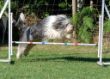 20120827_agility_0019.JPG