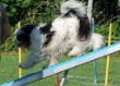 20120827_agility_0025.JPG