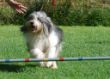 20120827_agility_0026.JPG