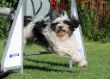 20120827_agility_0027.JPG